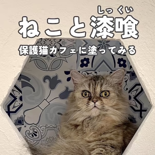 保護猫カフェに漆喰を塗ってみる　ねこと漆喰