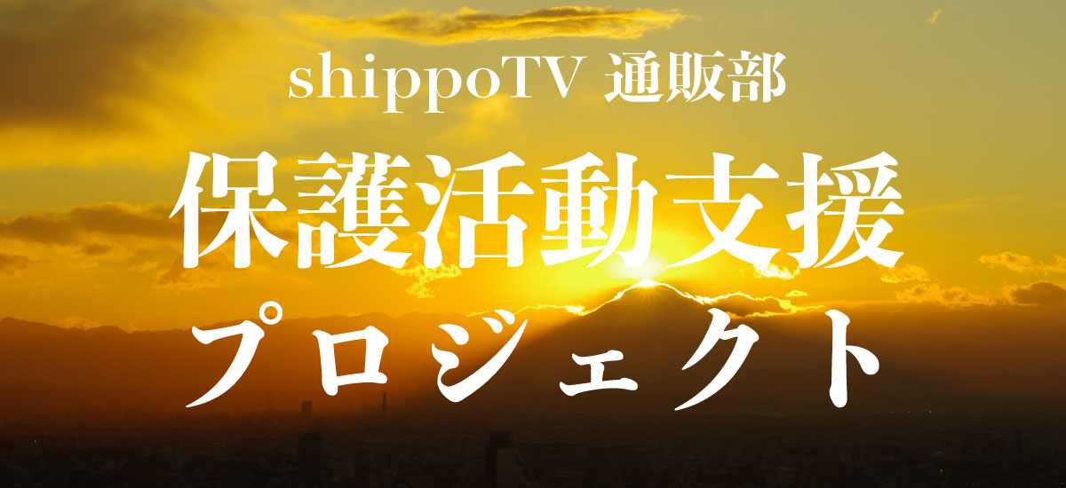 slide-shippotv-project.jpg