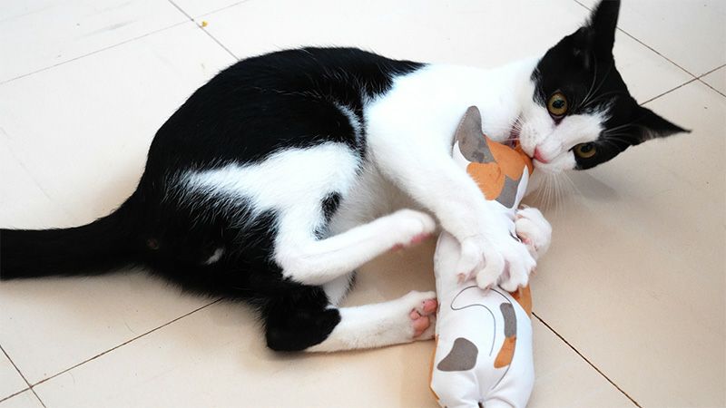 またたびケリケリ 猫のともだち | ShippoTV通販部