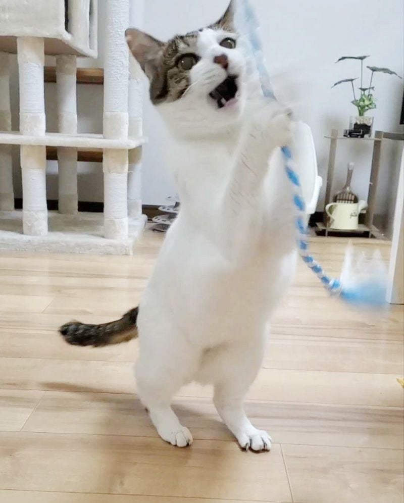 猫紐【ビニール】 【同梱A】 | ShippoTV通販部